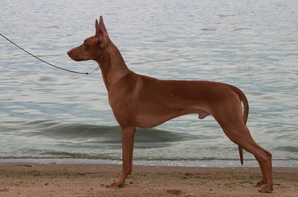 Rasa golaș (nud) numele de câini, descriere și fotografii, toate despre câini