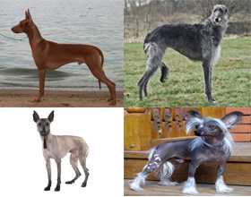 Rasa golaș (nud) numele de câini, descriere și fotografii, toate despre câini