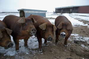 Porci cu o descriere și fotografie numele, tipul și imagini de porci