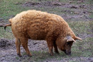 Porci cu o descriere și fotografie numele, tipul și imagini de porci