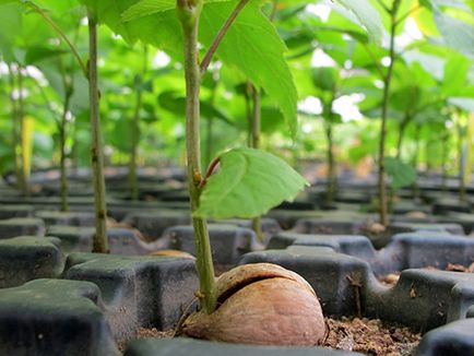 Plantarea unui stejar - fotografii, recenzii, descrieri, caietul de sarcini soiuri