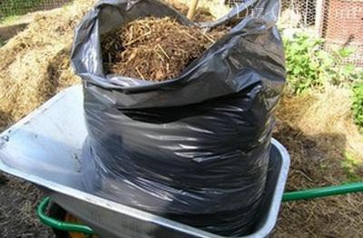 Plantarea și îngrijirea pentru trandafiri în cultivarea grădină și reguli de reproducere (plantarea și îngrijirea grădinii a crescut în cultivarea grădina de reproducere) Plantarea și îngrijirea de trandafiri în grădina regulilor de cultivare și reproducere
