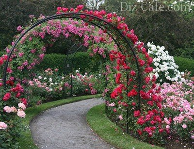 Plantarea și îngrijirea de trandafiri în grădina regulilor de cultivare și reproducere