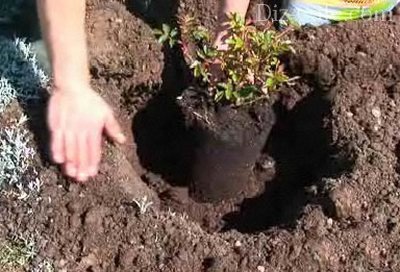 Plantarea și îngrijirea de trandafiri în grădina regulilor de cultivare și de reproducere (trandafiri) Plantarea și îngrijirea de trandafiri în grădina regulilor de cultivare și reproducere