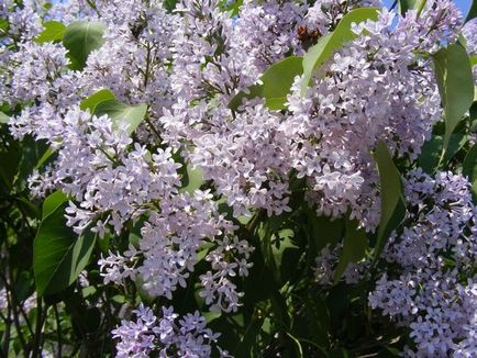 Plantare și îngrijire de Lilac