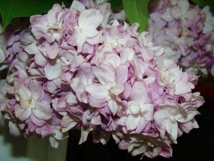 Plantare și îngrijire de Lilac