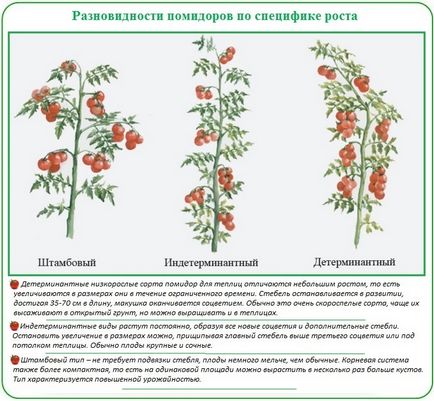 Plantarea roșii în stadiile de policarbonat cu efect de seră și specificul