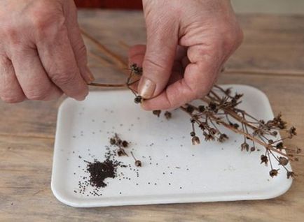 Plantarea cultivarea de semințe de primula, însămânțarea tehnologie, fotografii