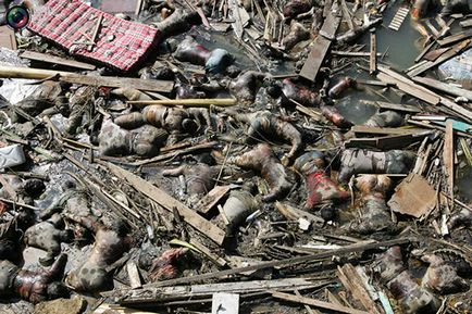 Consecințele tsunami-ul din Thailanda, în 2004, catastrofe film