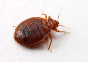 bug-uri de pat ca să scape de în propria casă (din motive de bug-uri pat pentru aspectul.) bug-uri de pat ca să scape de la domiciliu