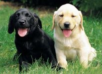 Comportamentul câinilor, comportamentul de câine, corecta comportamentul câinilor, câini lătrând se tem de ierarhie fobie