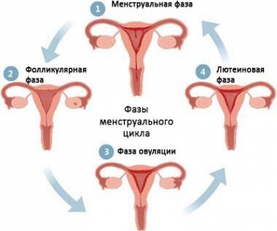 ovulația Late cauze, simptome, poate fi la un ciclu de 28, 30 de zile