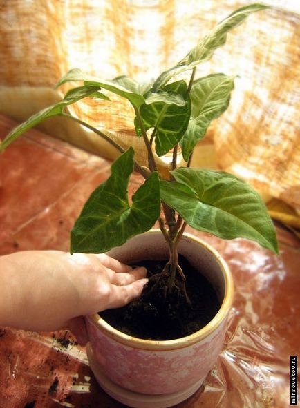 Reguli de transplant houseplants