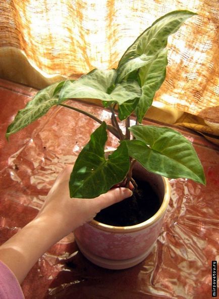 Reguli de transplant houseplants