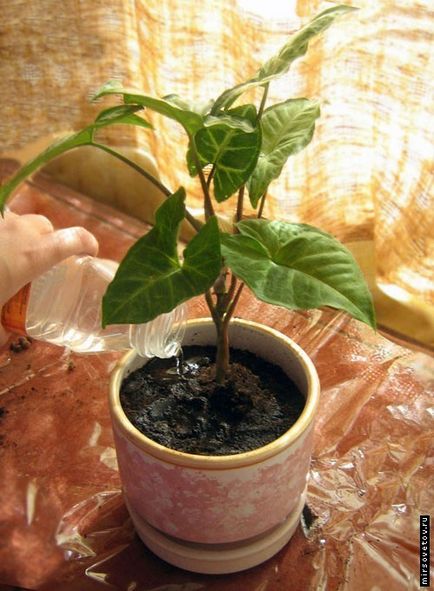 Reguli de transplant houseplants