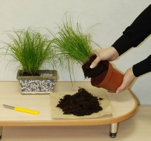 Reguli pentru îngrijirea și creșterea plantelor de interior tsiperus la domiciliu (fotografii)