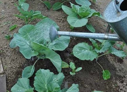 udare adecvata a plantelor de grădină (cum ar fi udare castraveți) udare adecvată a plantelor de grădină