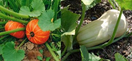 udare corectă a plantelor de grădină (cum se uda plantele) udare adecvată a plantelor de grădină