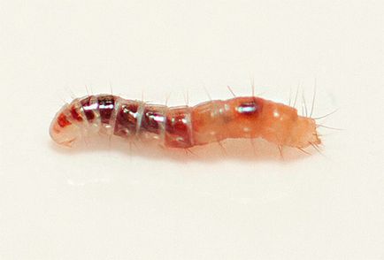 Sărituri insecte în apartament cum să depășească micile lipitori (apartament) Sărituri insecte în apartament cum să depășească micile lipitori
