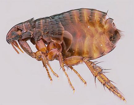 Sărituri insecte în apartament cum să depășească micile lipitori