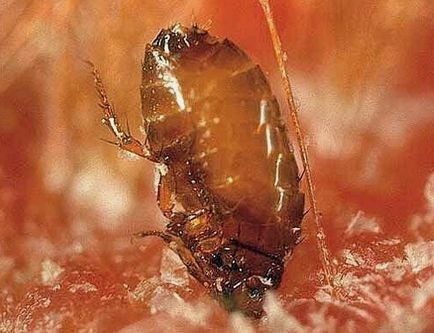 Sărituri insecte în apartament cum să depășească micile lipitori (viguros) Sărituri insecte în apartament cum să depășească micile lipitori