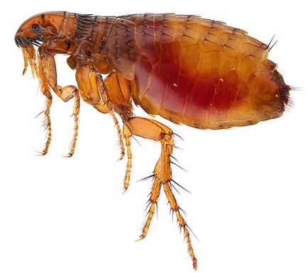 Sărituri insecte în apartament cum să depășească micile lipitori
