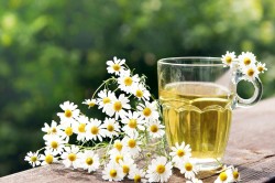 daisy Application in ginecologie (ginecologie) Utilizarea de musetel in Ginecologie