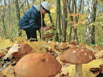 Semnul ce o mulțime de ciuperci în pădure