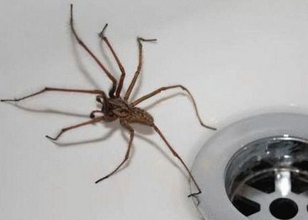 Conectați-vă păianjen în casă