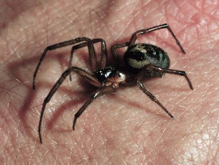 Semne despre păianjeni - care promite o întâlnire cu creaturi vosmilapymi