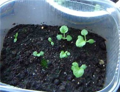 Primrose în creștere din semințe de la domiciliu, atunci când să semene