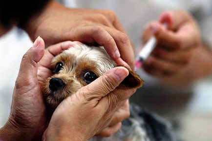 Inoculări puii (vaccinate) Vaccinările căței