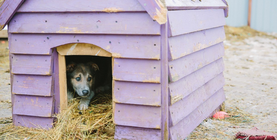 adăposturi pentru animale în București