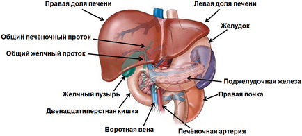 Prevenirea bolilor hepatice și a preparatelor farmaceutice remedii populare