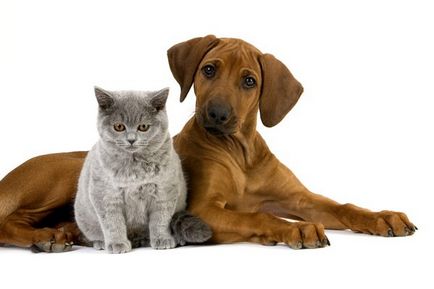 pisici și câini de cazare în aceeași casă