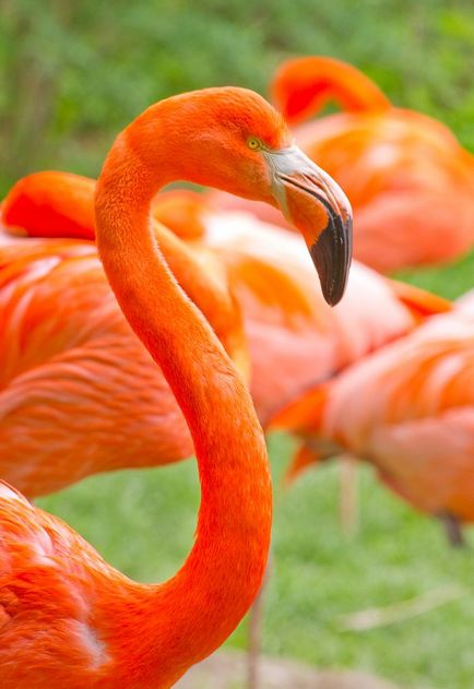 flamingo de păsări