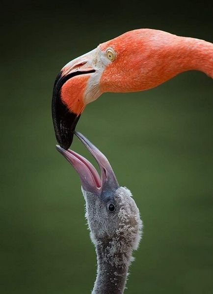 Pasarea flamingo (Flamingo) flamingo de păsări