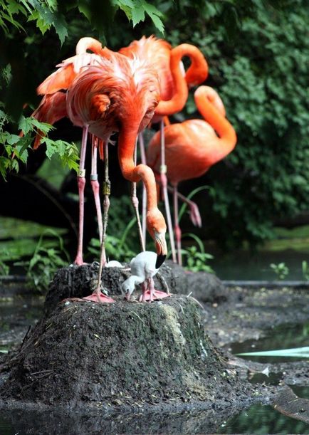 Pasarea flamingo (Flamingo) flamingo de păsări