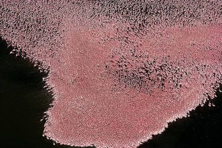 Pasarea flamingo (Flamingo) flamingo de păsări