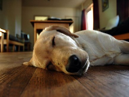 boli comune de tulburări ale rinichilor câini - muguri de viață