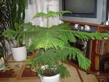 Plante decorative pom de Crăciun într-un ghiveci - o versiune alternativă a unui copac mare