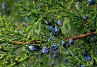 plantă ienupăr copac fotografie obișnuită, semințe de ienupăr pentru reproducție și ca bonsai