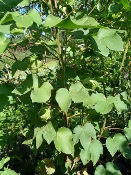 plante de bumbac - cresc în regiunea noastră (planta) plante de bumbac - noi creștem în regiunea noastră