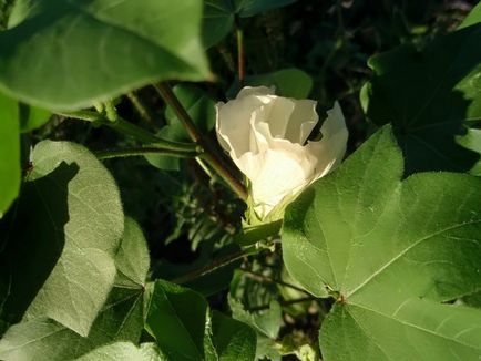 plante de bumbac - cresc în regiunea noastră (bumbac) plante de bumbac - noi creștem în regiunea noastră