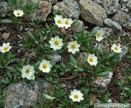 Plante pentru fotografie alpin diapozitiv și numele, exemplele de rockeries