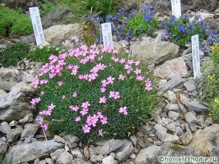 Plante pentru fotografie alpin diapozitiv și numele, exemplele de rockeries