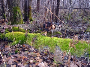 Plantele ajuta la identificarea părți ale lumii (plante) Plantele ajuta pentru a determina busola