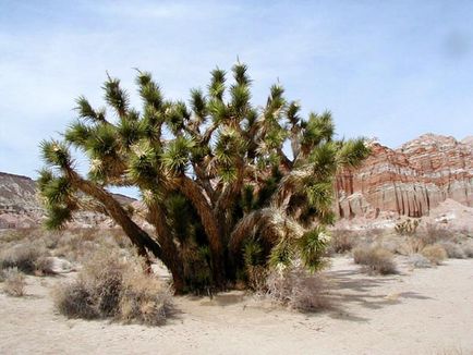 Plante deserturi și semi-deserturi pe care plantele trăiesc în deșert