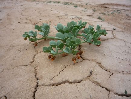 Plante deserturi și semi-deserturi pe care plantele trăiesc în deșert