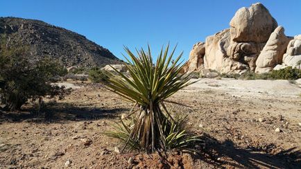 Plantele din deșert - viața, o adaptare a listei și a caracteristicilor